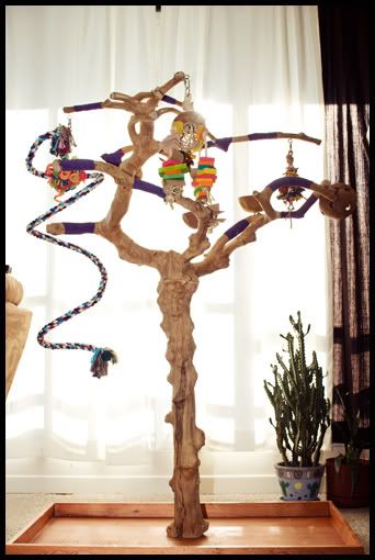 Java tree Cockatiel Care, Diy Bird Cage, Diy Bird Toys, Parrot Stand, Pet Bird Cage, Parrot Perch, Bird Aviary, Bird Stand, Crazy Bird