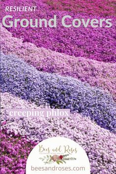 Flowering Ground Cover Perennials, Ground Covers For Sun, Backyard Hill, Gardening Tips For Beginners, Lawn Alternatives, Ground Covers, Gardening Hacks, Plant Ideas, Ground Cover Plants