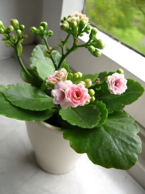 Kalanchoe Flowers, Agave Blue Glow, Indoor Cactus Plants, Kalanchoe Blossfeldiana, Holiday Cactus, Flowering Succulents, نباتات منزلية, Succulent Soil, Easy Care Plants