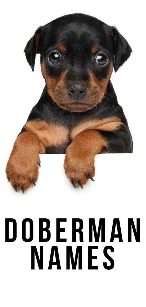 Doberman names Two Dobermans Aesthetic, Doberman Dog Names, Doberman Dogs Aesthetic, Cute Doberman Puppies, Doberman Names, Doberman Pinscher Aesthetic, Baby Doberman, Perro Doberman Pinscher, Doberman Cute