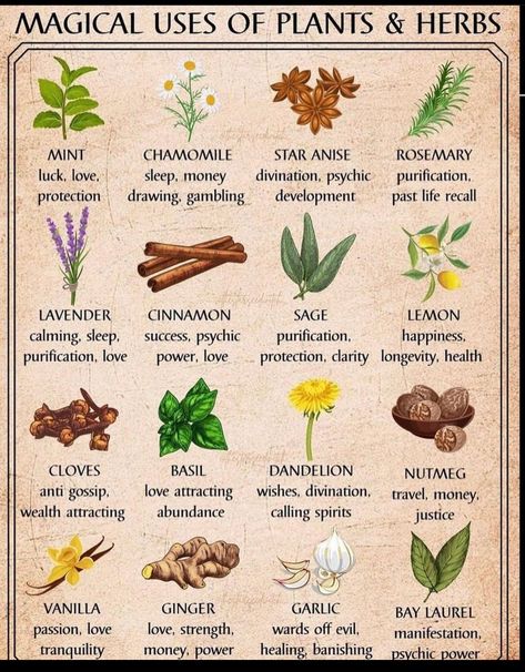 Herbs And What They Are Good For, Tea For Allergies, Fruit Magic, Herbs And Their Uses, Herbal Knowledge, Feeling Sluggish, Magickal Herbs, Witch Herbs, Medical Herbs