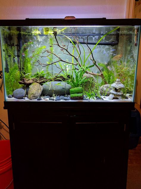 I just upgraded my 29 gallon community tank to a 45 gallon tank. Still scaping it out. Community Betta Tank, 45 Gallon Fish Tank Ideas, 29 Gallon Aquascape, 29 Gallon Fish Tank Ideas, 30 Gallon Fish Tank, 29 Gallon Aquarium, Turtle Tanks, 2023 Apartment, Aqua Scape