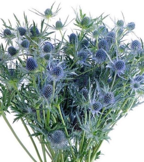 Eryngium 'Blue Glitter ' Eryngium Planum   Long-lasting specialty cut.   Looking for a perennial that will grow in that hot, sun-baked spot in your landscape? Sea Holly is just the plant! It thrives in that type of climate, and even grows in high-salt soils too (think seaside). Easy Garden Flowers, Gardening Flowers Ideas, Garden Flowers Ideas, Holly Plant, Holly Blue, Gardens Flowers, Flower Identification, Blue Flower Painting, Sea Holly