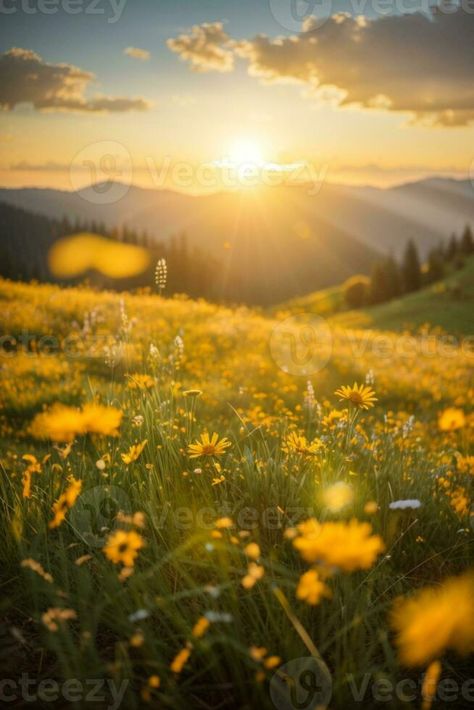 Beautiful sunrise in the mountain, Meadow landscape refreshment with sunray and golden bokeh.. AI generated Sunrise From Mountain, Golden Meadow, Meadow Landscape, Golden Sunrise, Mountain Meadow, Sunrise Mountain, Mountain Sunrise, Vector Infographic, Infographic Template