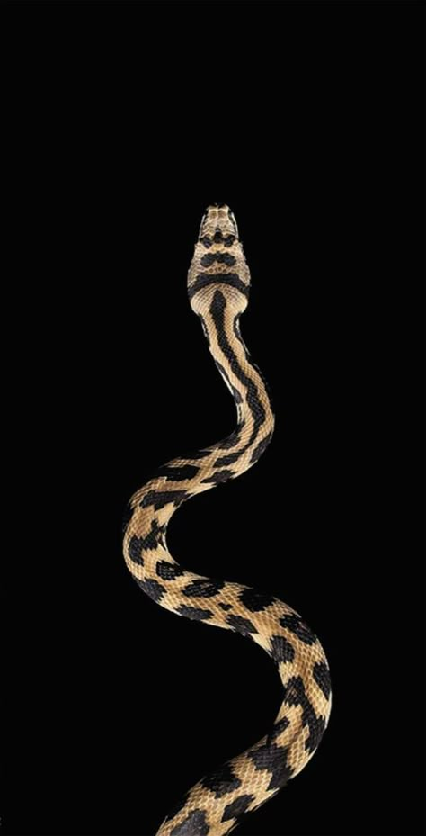 Water Dripping, Wild Animal Wallpaper, Snake Wallpaper, Gold Aesthetic, Golden Girl, Print Wallpaper, Animal Wallpaper, Screen Wallpaper, Snakes