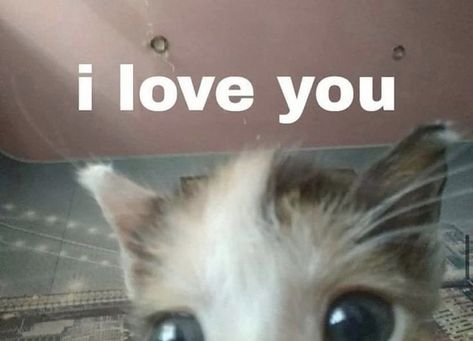 Cute Cat Memes, New Love, Cat Memes, Cute Cat, I Love You, Love You, I Love, Memes