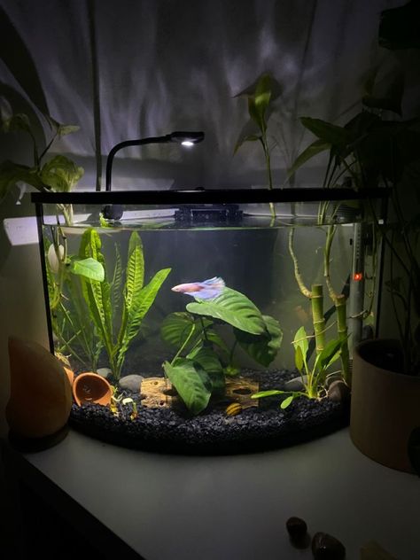 Fish Tank Ideas Bedroom, Fish Setup Ideas, Betta Fish Aesthetic Tank, Betta Tank Aesthetic, Fish Tank On Desk, Betta Planted Tank, 10 Gallon Fish Tank Ideas Decor, Bedroom With Fish Tank, Aesthetic Betta Fish Tank