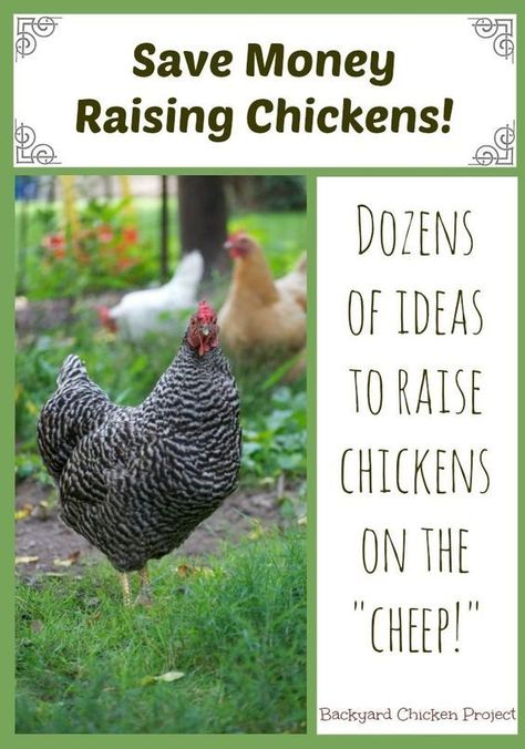 Raising Meat Chickens, Raising Turkeys, Urban Chicken Farming, Baby Chicks Raising, Meat Birds, Urban Chickens, Raising Backyard Chickens, Keeping Chickens, Building A Chicken Coop