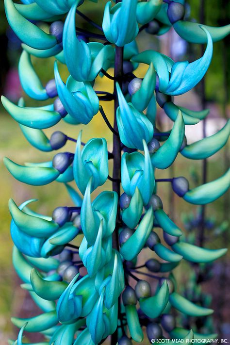 Jade Vine, Jade Plant, Garden Vines, Blue Jade, Jade Plants, Flower Essences, Unusual Plants, Unusual Flowers, Rare Flowers