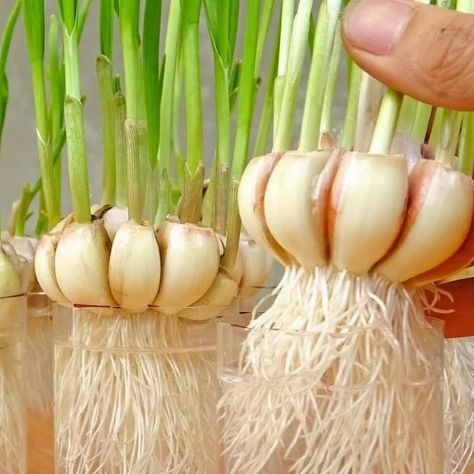 Growing Garlic From Cloves, Garlic Plants, Grow Garlic Indoors, Garden Design Vegetable, Garlic Garden, Gemüseanbau In Kübeln, Vegetable Garden Layout, Grow Garlic, Growing Vegetables In Pots