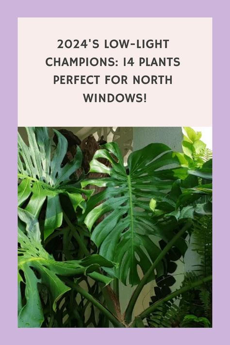 Embrace the charm of indirect sunlight in 2024 with our top plant picks for north-facing windows, featuring the resilient Golden Pothos and more! North Facing Plants Indoor, North Facing Window Plants, North Window Indoor Plants, Plants For East Facing Window, Plants For North Facing Window, North Facing Window, North Facing House, Nerve Plant, Window Plants