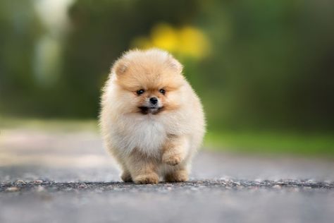 The Dark Side Of Pomeranian: What Every Owner Should Know #pomeranian #dog #pom #pomeranianworld #puppy #pomeranianpuppy #dogs #pomeranianlove Smallest Dog Breeds, Smallest Dog, Group Of Dogs, Breed Dogs, Lovely Animals, Companion Dog, Pomeranian Dog, Lap Dogs, Pomeranian Puppy