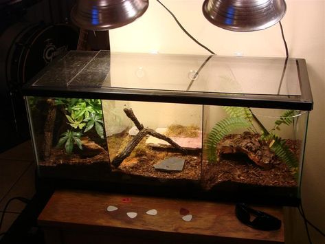 [​IMG] Gecko Enclosure Ideas, Leopard Gecko Setup, Leopard Gecko Enclosure, Gecko Enclosure, Desert Terrarium, Leopard Gecko Tank, Leopard Gecko Care, Gecko Tank, Snake Terrarium