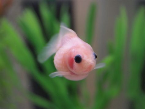 pearlscale goldfish | This is my son's fish - named, uncreatively, Shiro. Pearl Scale Goldfish, Pretty Goldfish, Goldfish Cute, Pink Goldfish, Cute Goldfish, Pet Goldfish, Fancy Goldfish, Pretty Fish, Cute Fish