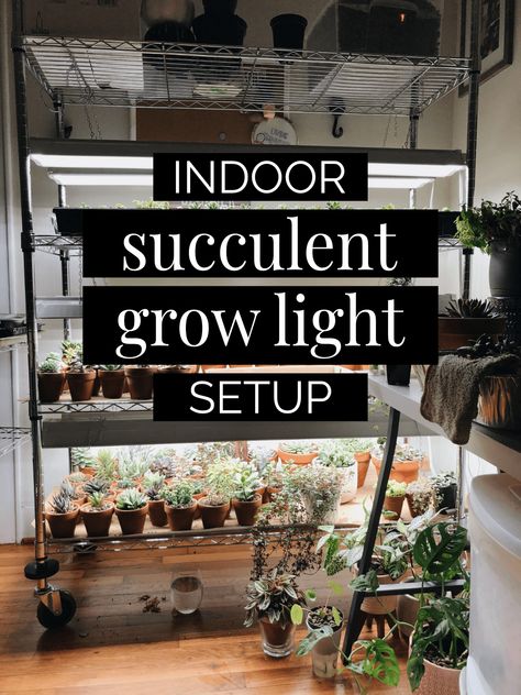 Y’all this is such an exciting post!!! I’ve been wanting to publish this post since about mid-October, but I just kept getting this feeling that it wasn’t ready to post yet. I wasn’t sure why, but now I know… This post is the start of my planty YouTube videos that […] The post Winter Grow Light Setup for Succulents and Indoor Plants appeared first on Living the Gray Life. Indoor Grow Light Garden, Grow Room Setup Indoor, Indoor Grow Light Ideas, Grow Light Set Up, Using Grow Lights For Indoor Plants, Plant Lights Indoor Setup, Winter Indoor Plant Setup, Plant Grow Lights Indoor Setup, Plant Stand With Grow Light