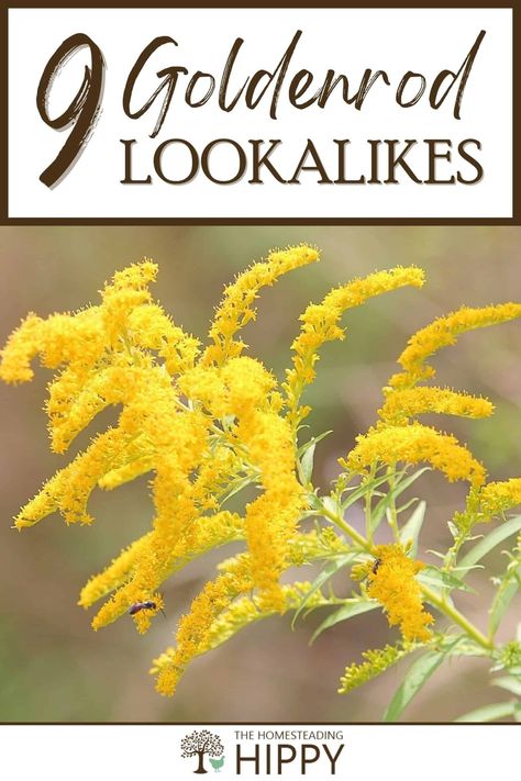 Goldenrod is a plant with many uses, but also many lookalikes. This is compounded by the many different species of goldenrod. Learn about nine of them here. #goldenrod #foraging Benefits Of Goldenrod, Uses For Goldenrod, Golden Rod Benefits, Goldenrod Benefits, Goldenrod Uses, Canadian Goldenrod, Goldenrod Flower, Compost Mulch, Food Foraging