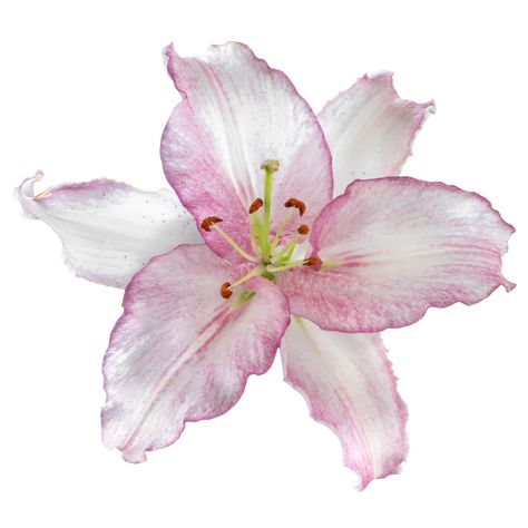 This is a UNIQUE new Oriental variety called Cameleon. True to its name, this lily will color change before your eyes. With large white to pink flowers that contain a gorgeous scent. Cameleon is slightly ruffled on the edges and will grow to 1.2m high. How to plant Oriental Lilies Oriental Lily Bulbs should be planted as soon as possible. Ideally in the Spring but can be planted up until the Autumn. Find a location with full sun or partial shade with well-drained soil. Oriental Lilies tend to gr Lily Bulbs, Caicos Islands, Turks And Caicos Islands, Large White, Garden Seeds, Trinidad And Tobago, Your Eyes, Perennials, Color Change