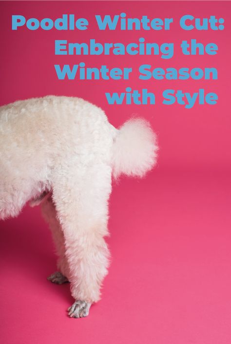 In this article, we will explore the art of the poodle winter cut, offering insights into trendy styles and grooming tips that will keep your four-legged friend both fashionable and cozy throughout the winter season. Poodle Winter Haircut, Winter Poodle Haircuts, Standard Poodle Haircut Styles Winter, Poodle Grooming Styles, Standard Poodle Cuts, Standard Poodle Haircuts, Toy Poodle Haircut, Poodle Haircut Styles, White Toy Poodle