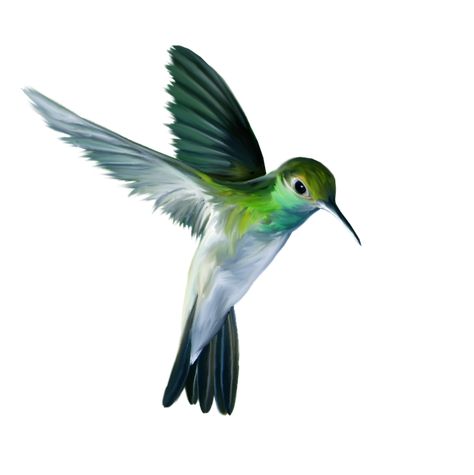 Vogel Gif, Hummingbird Drawing, Hummingbird Pictures, Hummingbird Painting, Bird Clipart, Hummingbird Art, Hummingbird Tattoo, Green Bird, Birds Tattoo