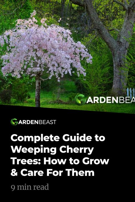 White Weeping Cherry Tree, Weeping Cherry Tree Care, Cherry Weeping Willow Tree, Snow Fountain Weeping Cherry Tree, Pink Weeping Willow Tree, Weeping Trees Landscaping, Weeping Cherry Tree Landscaping, Weeping Cherry Blossom Tree, Small Weeping Trees