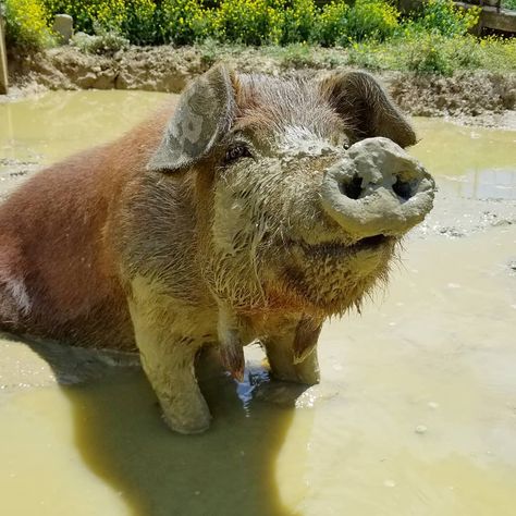 The Pig Preserve on Instagram: “♥️🐽 If life gives you a mud puddle, you might as well put on a smile and swim in it! ~Pigeon” Mud Puddle, Swimming Pigs, Summer Water, Hippopotamus, Primates, Pigeon, Pigs, A Smile, Put On