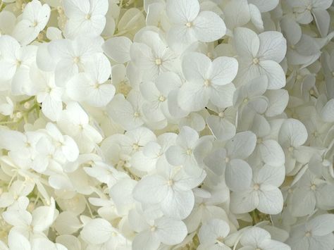 White hydrangeas Mary + Core + Aesthetic, White Flowers Garden, Short King, Hydrangea Wallpaper, House Colours, Oil Painting Inspiration, White Hydrangeas, Hydrangea Macrophylla, Clay Color