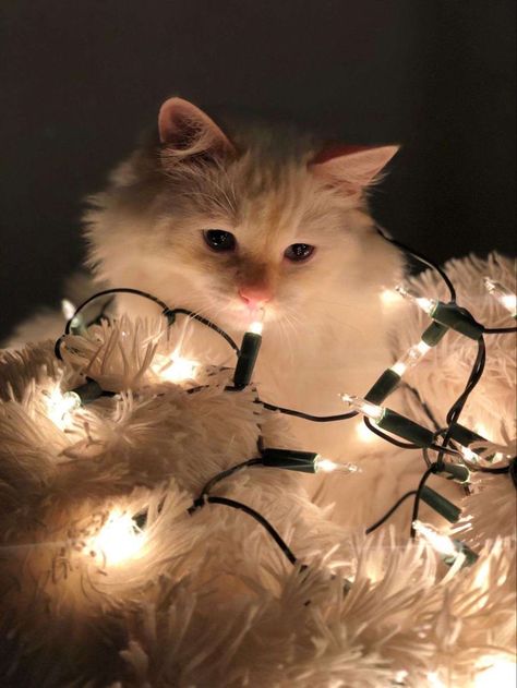 Chat Kawaii, Christmas Dreaming, Cat Light, Winter Cat, Silly Cats Pictures, Arte Inspo, Cat Aesthetic, Cute Animal Photos, Funny Cute Cats