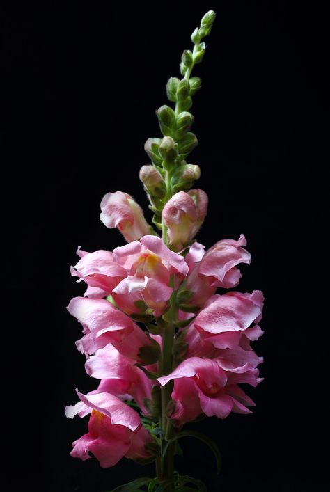 https://flic.kr/p/HkHSWQ | Snapping The Dragon | ... for a Happy Weekend !  Snapdragon / Löwenmäulchen  (Antirrhinum majus) in our garden - Frankfurt-Nordend  If you like blossoms on black, you can have a look here. Snapping Dragon Flower, Snapdragon Flower Arrangement, Snapdragon Flowers Aesthetic, Flower Kinds, Snapdragon Tattoo, Snap Dragons, Snap Dragon, Dragon Flower, Snapdragon Flowers