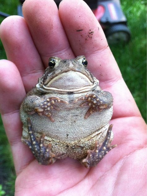 24 Plump Animals That You'll Want To Squeeze Fat Animals, Pet Frogs, Frog Pictures, Funny Frogs, Frog And Toad, Tree Frogs, Reptiles And Amphibians, Cute Frogs, Lizards