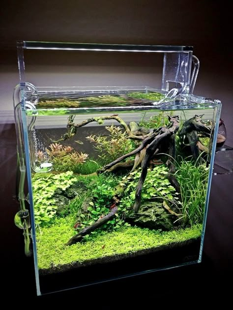 Cube Aquarium, Fish Tank Themes, Fish Tank Terrarium, Aquascape Design, Fish Tank Design, Betta Aquarium, Fresh Water Fish Tank, Nano Aquarium, Shrimp Tank