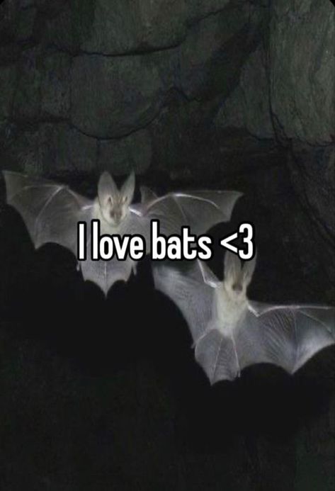 Bat Aesthetic Wallpaper, Bat Wallpaper Aesthetic, Aesthetic Bats, Bats Aesthetics, Bats Aesthetic, Bat Person, Bat Pfp, Types Of Bats, Bat Pictures