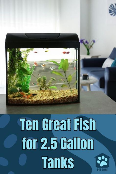 3 Gallon Fish Tank, Fish For Beginners, 10 Gallon Fish Tank, Nano Reef Tank, Glow Fish, Fish Aquarium Decorations, Small Fish Tanks, Cool Fish Tanks, Mini Aquarium