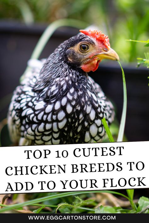 Want to know the cutest chicken breeds you can add to your flock? Check out this list of the 10 most adorable chook breeds. Types Of Chickens Breeds, Chook Breeds, Chickens Breeds, Frizzle Chickens, Best Egg Recipes, Egg Packaging, Types Of Chickens, Chicken Shop, Red Chicken