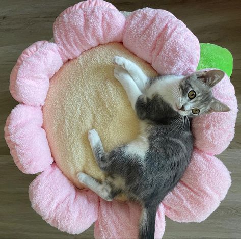 Diy Cat Bed, Cat Things, Pet Camera, Cat Flowers, Pet Stuff, Pink Bedding, Aesthetic Pink, Cat Room, Cat Aesthetic