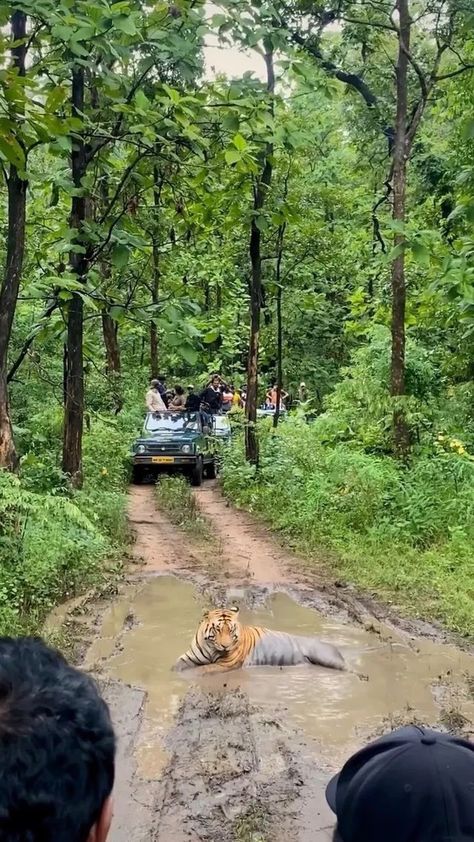 nature on Instagram: Tiger spotting captured by @lallangoappench 🐅 Have you ever seen a tiger on a national park or wildlife reserve tour? 📍Pench National… Jungle Video, Garden Pond Design, Wildlife Reserve, Africa Destinations, National Park Vacation, Pond Design, Wildlife Park, Brave Enough, Nat Geo