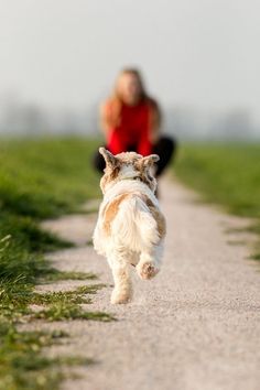 Senior Dog Photoshoot Ideas, Small Dog Photography, Dog Owner Photoshoot, Dog Family Pictures, Family Dog Photos, Pet Photography Poses, Dog Photoshoot Pet Photography, Dog Photography Poses, Pet Portraits Photography