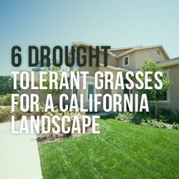 Drought Resistant Grass, Drought Tolerant Landscape Front Yard, Drought Tolerant Grass, California Landscaping, Drought Resistant Landscaping, Curb Appeal Landscape, Front Yard Patio, California Drought, Front Yards Curb Appeal