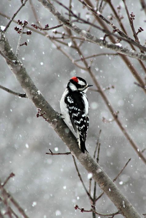 Downy woodpecker | Rebecca's Writings and Photography Birds In Snow Photography, Winter Birds Photography, Winter Reference, Birds In Snow, Birds In Winter, Winter Paintings, Can't Help Myself, Homemade Bird Feeders, Geeky Art