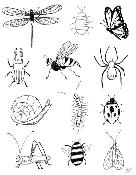 This product is a digital downloadable hand drawn insect chart. It is the perfect addition to any home! (Does not come framed) Black And White Bug Drawing, Simple Insect Drawing, Insect Anatomy Illustration, Bug Drawings Simple, Bug Drawing Insects, Insect Drawing Simple, Bugs Drawing Sketches, Bugs Doodle, Insect Doodles