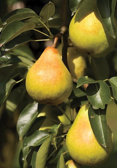 Pear Tree, 'Kieffer' - De Groot, Inc. - Perennials, Daylilies, Fruits, Vegetables, Shrubs, Bulbs Gods Nature, Fruit Bushes, Pear Fruit, Tree Pruning, Fruit Photography, Pear Trees, Pear Tree, Green Fruit, Fruit Painting