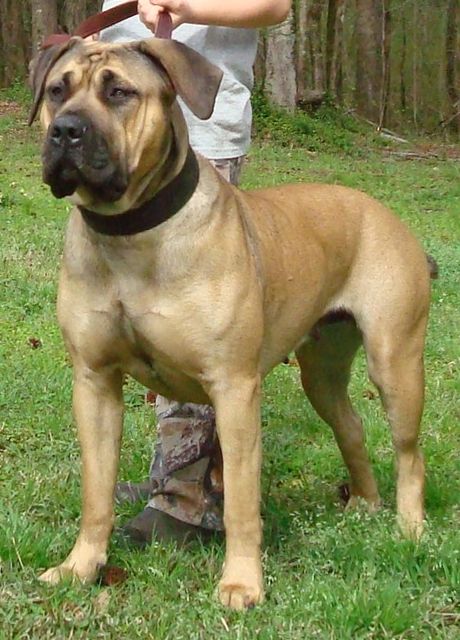 BANDOGGE MASTIFF American Bandogge Mastiff, English Mastiff Dog, English Mastiff Puppies, Giant Dog Breeds, Mastiff Puppies, Designer Dogs, Mastiff Dogs, Purebred Dogs, Bull Mastiff