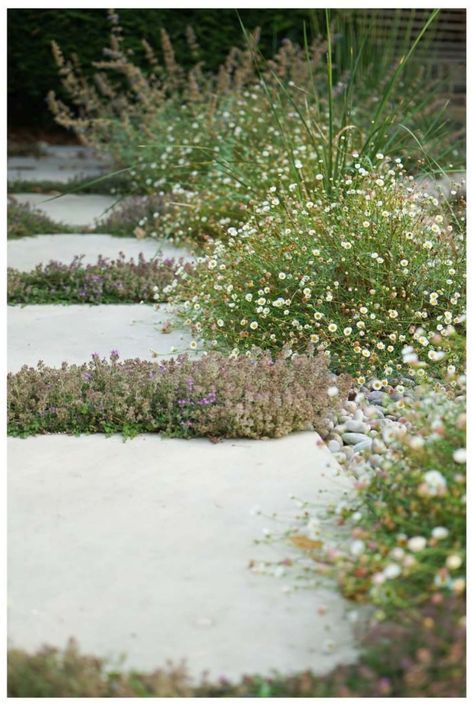 Danish Garden Design, Dry Gardens, Planting Between Paving, Dry Garden Landscaping, English Garden With Pea Gravel, Stone Garden, Planting In Gravel Garden, Garden Path Gravel, Cotswold Stone Gravel