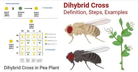 Dihybrid Cross Definition A dihybrid cross is a type of genetic cross between two individuals with either homozygous or heterozygous genotypes of two characters or traits. The dihybrid cross is different from the monohybrid cross, which only involves a single ... Read more The post Dihybrid Cross- Definition, Steps and Process with Examples appeared first on Microbe Notes. Monohybrid Cross, Microbiology Notes, Dihybrid Cross, Medical Notes, Biology Notes, Cell Biology, Pretty Notes, Molecular Biology, Science Biology