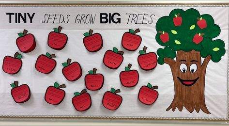 A painted apple tree is on the right side of the board. Apples are placed to the left of the tree. Students assembled the apples with the parts of the apple on the inside. Tiny seeds grow big trees. Tiny Seeds Grow Mighty Trees Bulletin, Apple Tree Bulletin Board, Tiny Seeds Grow Mighty Trees, Infant Bulletin Board, Apple Bulletin Boards, Bulletin Board Tree, September Preschool, Work Bulletin Boards, Bullentin Boards