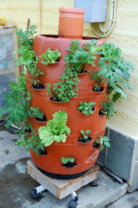 DIY Vertical Garden Worm Composting Planter from a 250 Litres Barrel Tower Garden Diy, Diy Vertical Garden, Keyhole Garden, Vertical Vegetable Gardens, Organic Waste, Gardening Vegetables, Compost Tea, Worm Composting, Vertical Garden Diy