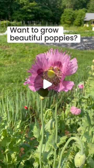 Types Of Poppy Flowers, Poppy Growing, Poppy Flower Seeds, Growing Poppies, Planting Poppies, Gardening Seeds, Poppy Garden, Seed Company, Flowers Garden