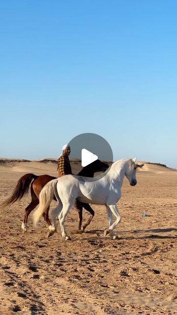 Cheval Essaouira 🐎 on Instagram: "Wild soul in a strong heart, we all can see his halo 🤍 If my soul mate was a horse 🎠 Balios —- 📸 : @cheval__essaouira —- #stallion #horse #horselove #horsepower #cheval #essaouira #maroc #morocco" Stallion Horses Mating, Mating Of Horses, Horses Mating Equestrian, Mating Of Animals, Wild Horse Videos, Horse Mate, Creative Pumpkin Carving Ideas, Wilde Horse, Horses Videos