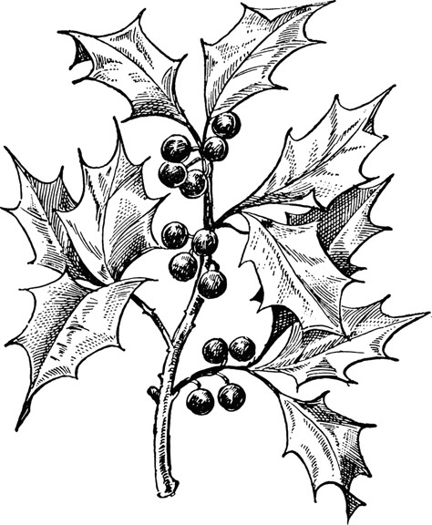 Related image Xmas Drawing, Christmas Sketch, Holly And Berries, Christmas Card Art, Art Carte, Holly Leaves, Card Making Supplies, Images Vintage, Christmas Coloring