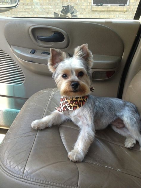 Yorkie Puppy Haircuts, Yorkie Puppy Cut, Yorkie Cuts, Chien Yorkshire Terrier, Yorkie Haircuts, Top Dog Breeds, Teacup Yorkie Puppy, Dog Haircuts, Yorkie Terrier