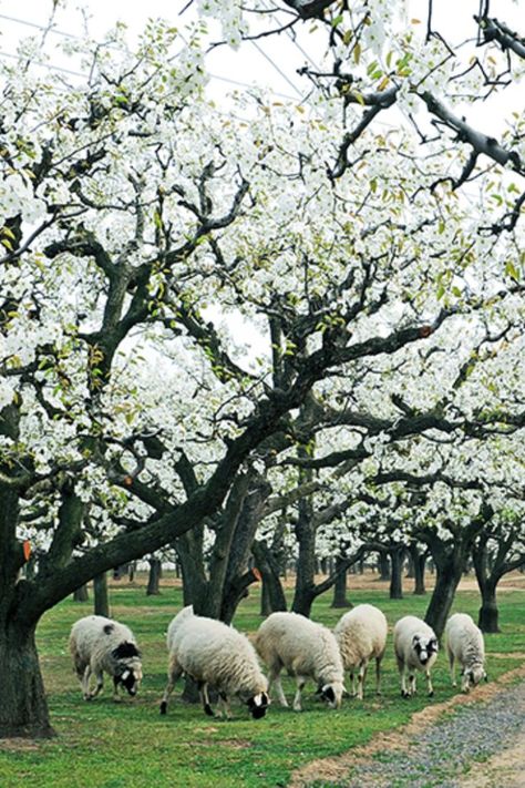 Known as “the capital of pears in the world”, Dangshan county in Suzhou, Anhui province is home to the world’s largest orchards. In spring , the white pear blossoms look like silver flowers on the trees. [Photo/Suzhou Municipal Bureau of Culture and Tourism] English Countryside Cottage, Trees Photo, Countryside Cottage, Pear Blossom, Pear Trees, Suzhou, Spring Blossom, In Full Bloom, English Countryside